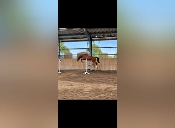 Holstein, Castrone, 3 Anni, 162 cm, Sauro
