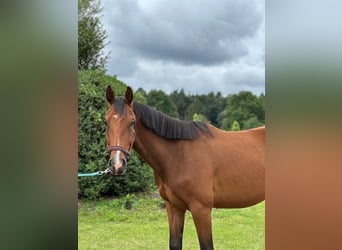 Holstein, Castrone, 3 Anni, 168 cm, Baio