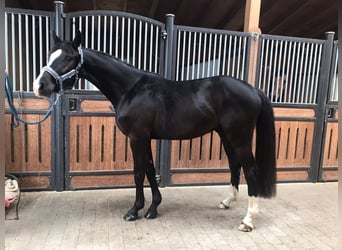 Holstein, Castrone, 3 Anni, 168 cm, Morello