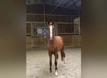 Holstein, Castrone, 3 Anni, 170 cm, Sauro