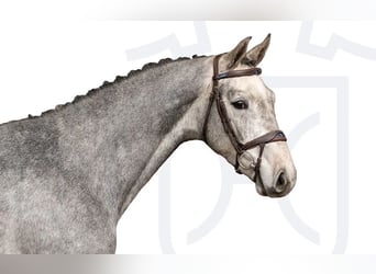 Holstein, Castrone, 3 Anni, Grigio