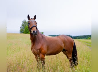 Holstein, Castrone, 4 Anni, 160 cm, Baio