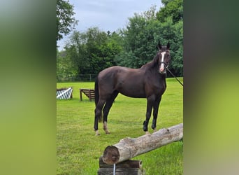 Holstein, Castrone, 4 Anni, 162 cm, Baio nero