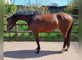 Holstein, Castrone, 4 Anni, 164 cm, Baio