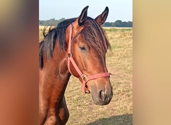 Holstein, Castrone, 4 Anni, 164 cm, Baio