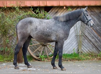 Holstein, Castrone, 4 Anni, 164 cm, Grigio