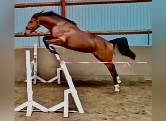 Holstein, Castrone, 4 Anni, 165 cm, Baio