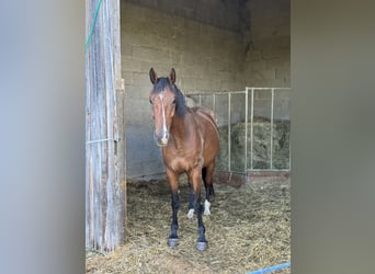 Holstein, Castrone, 4 Anni, 165 cm, Baio