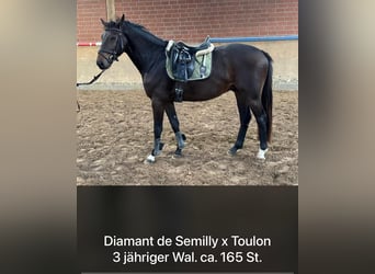 Holstein, Castrone, 4 Anni, 165 cm, Baio scuro