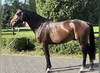 Holstein, Castrone, 4 Anni, 165 cm, Baio scuro