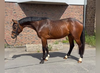 Holstein, Castrone, 4 Anni, 165 cm, Baio scuro
