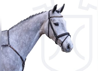 Holstein, Castrone, 4 Anni, 165 cm, Grigio