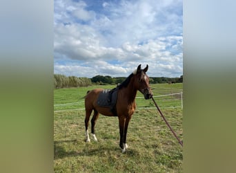 Holstein, Castrone, 4 Anni, 166 cm, Baio