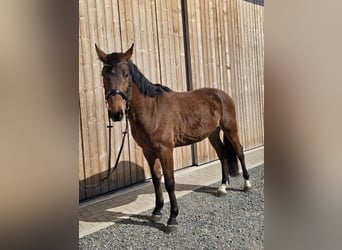 Holstein, Castrone, 4 Anni, 166 cm, Baio
