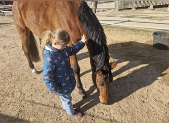 Holstein, Castrone, 4 Anni, 166 cm, Baio