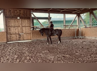 Holstein, Castrone, 4 Anni, 166 cm, Grigio