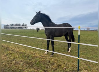 Holstein, Castrone, 4 Anni, 166 cm, Grigio