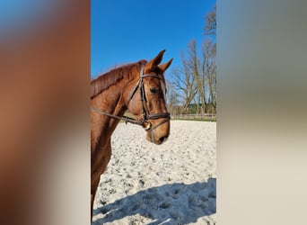 Holstein, Castrone, 4 Anni, 167 cm, Sauro
