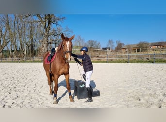 Holstein, Castrone, 4 Anni, 167 cm, Sauro