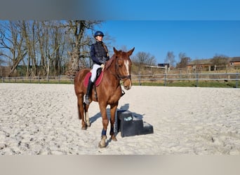 Holstein, Castrone, 4 Anni, 167 cm, Sauro
