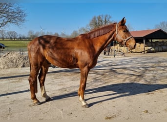 Holstein, Castrone, 4 Anni, 167 cm, Sauro