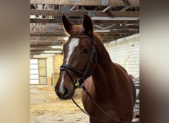 Holstein, Castrone, 4 Anni, 167 cm, Sauro