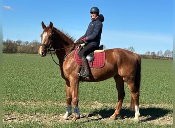 Holstein, Castrone, 4 Anni, 167 cm, Sauro