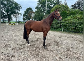 Holstein, Castrone, 4 Anni, 168 cm, Baio