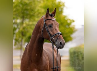 Holstein, Castrone, 4 Anni, 168 cm, Baio