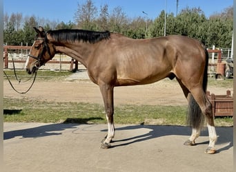 Holstein, Castrone, 4 Anni, 168 cm, Baio ciliegia
