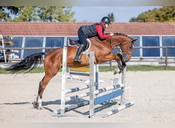 Holstein, Castrone, 4 Anni, 168 cm, Baio ciliegia