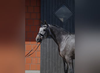 Holstein, Castrone, 4 Anni, 168 cm, Grigio