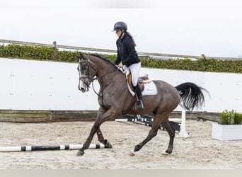 Holstein, Castrone, 4 Anni, 168 cm, Grullo