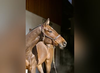 Holstein, Castrone, 4 Anni, 169 cm, Baio