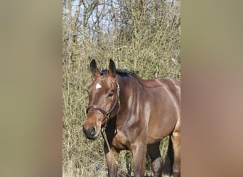 Holstein, Castrone, 4 Anni, 169 cm, Baio