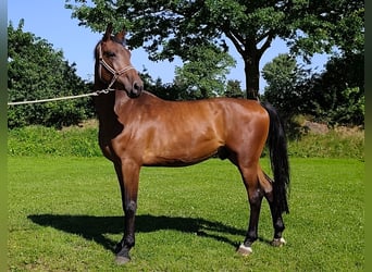 Holstein, Castrone, 4 Anni, 169 cm, Baio
