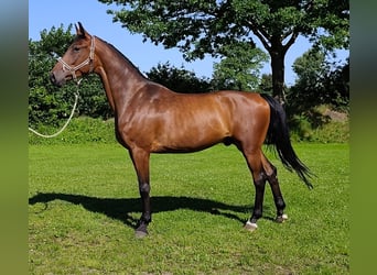 Holstein, Castrone, 4 Anni, 169 cm, Baio