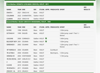 Holstein, Castrone, 4 Anni, 169 cm, Baio