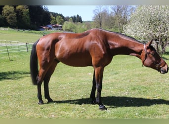 Holstein, Castrone, 4 Anni, 169 cm, Baio