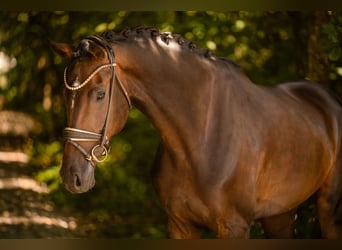 Holstein, Castrone, 4 Anni, 169 cm, Baio scuro