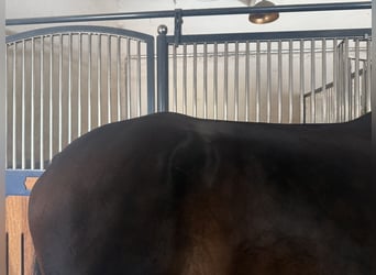 Holstein, Castrone, 4 Anni, 169 cm, Baio scuro