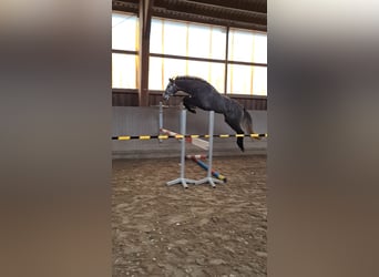 Holstein, Castrone, 4 Anni, 169 cm, Leardo