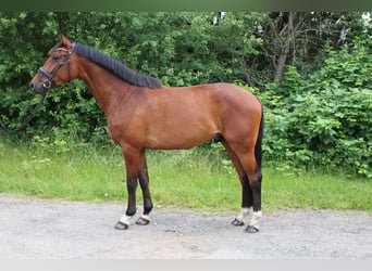 Holstein, Castrone, 4 Anni, 170 cm, Baio