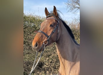 Holstein, Castrone, 4 Anni, 170 cm, Baio