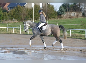 Holstein, Castrone, 4 Anni, 170 cm, Grigio