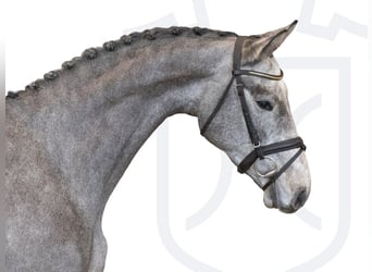 Holstein, Castrone, 4 Anni, 170 cm, Grigio