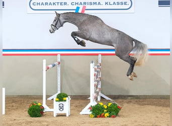 Holstein, Castrone, 4 Anni, 170 cm, Grigio