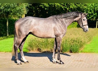 Holstein, Castrone, 4 Anni, 171 cm, Grigio