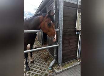 Holstein, Castrone, 4 Anni, 172 cm, Baio