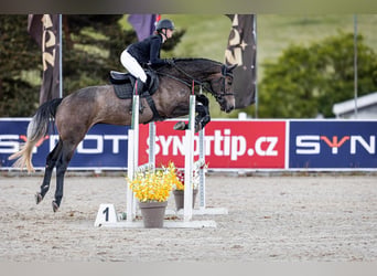 Holstein, Castrone, 4 Anni, 172 cm